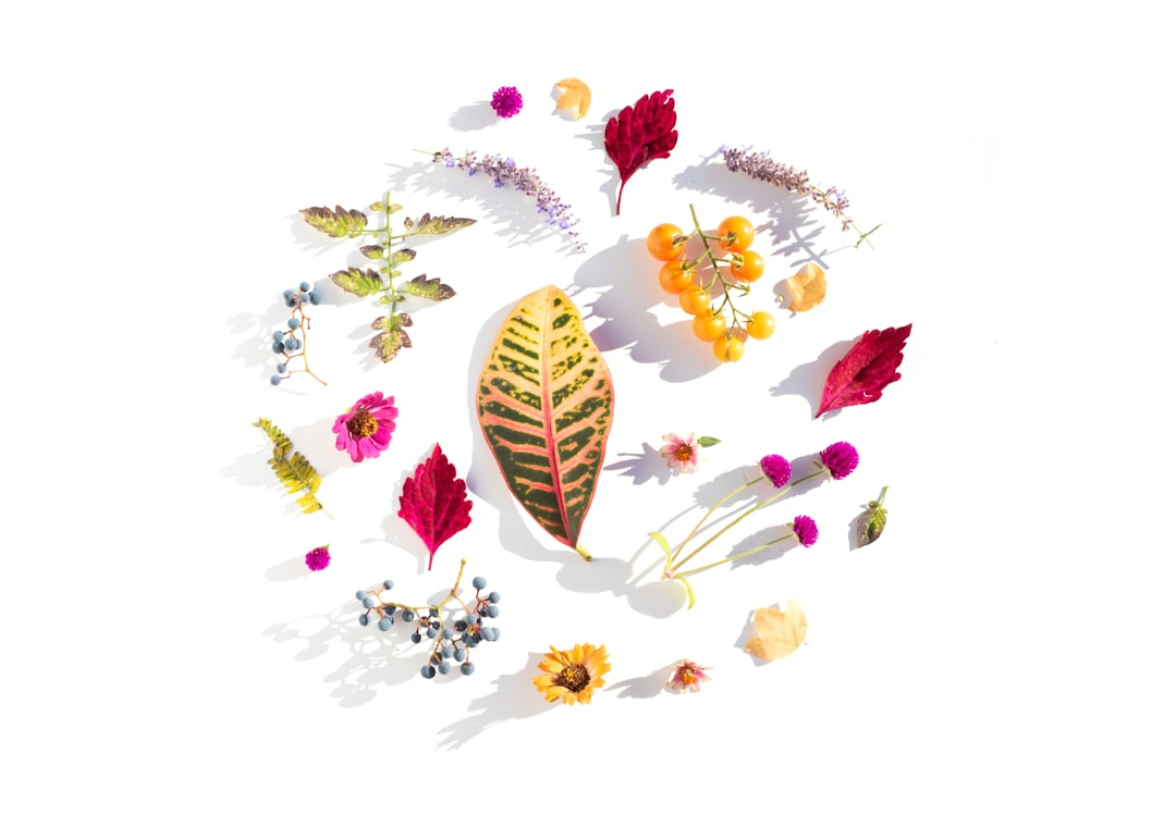 無添加スキンケア成分・植物エキスのイメージ