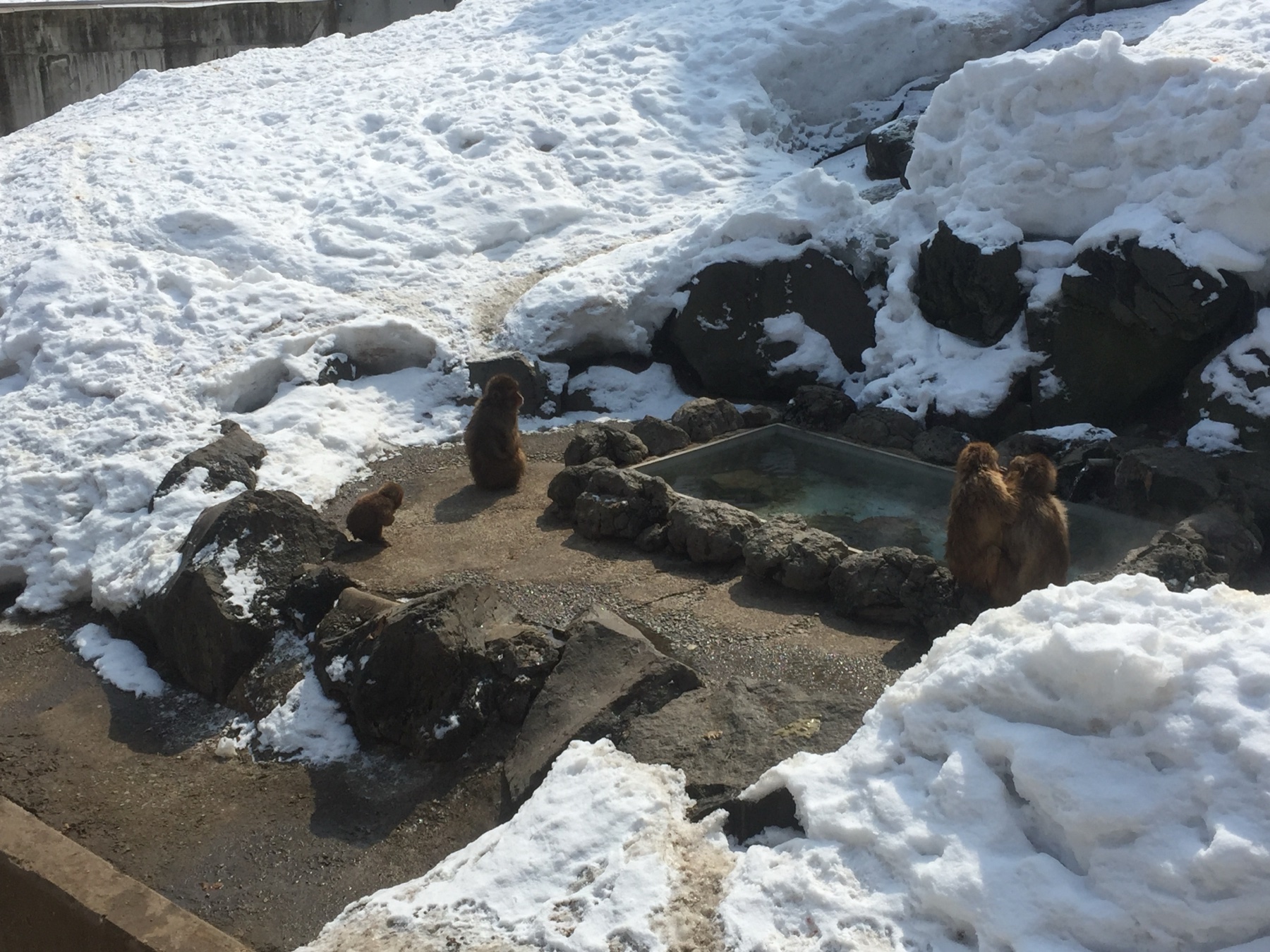 草津熱帯圏の屋内動植物園