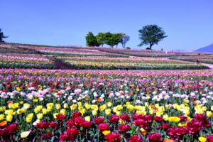 那須高原で親子1泊2日｜那須どうぶつ王国・テディベアミュージアム・お菓子の城モデルコース