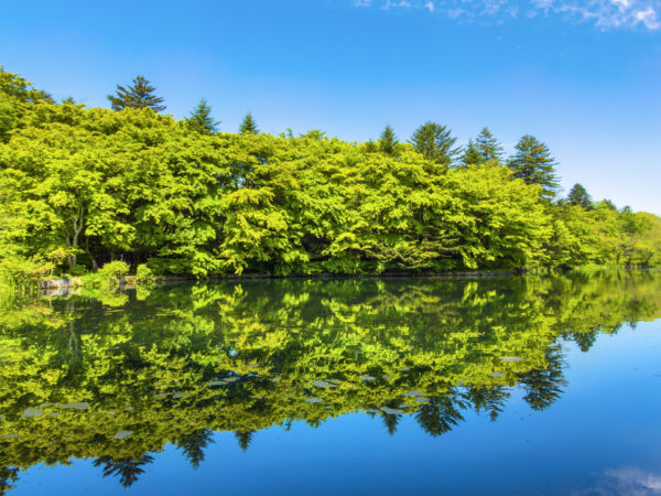 軽井沢　雲場池