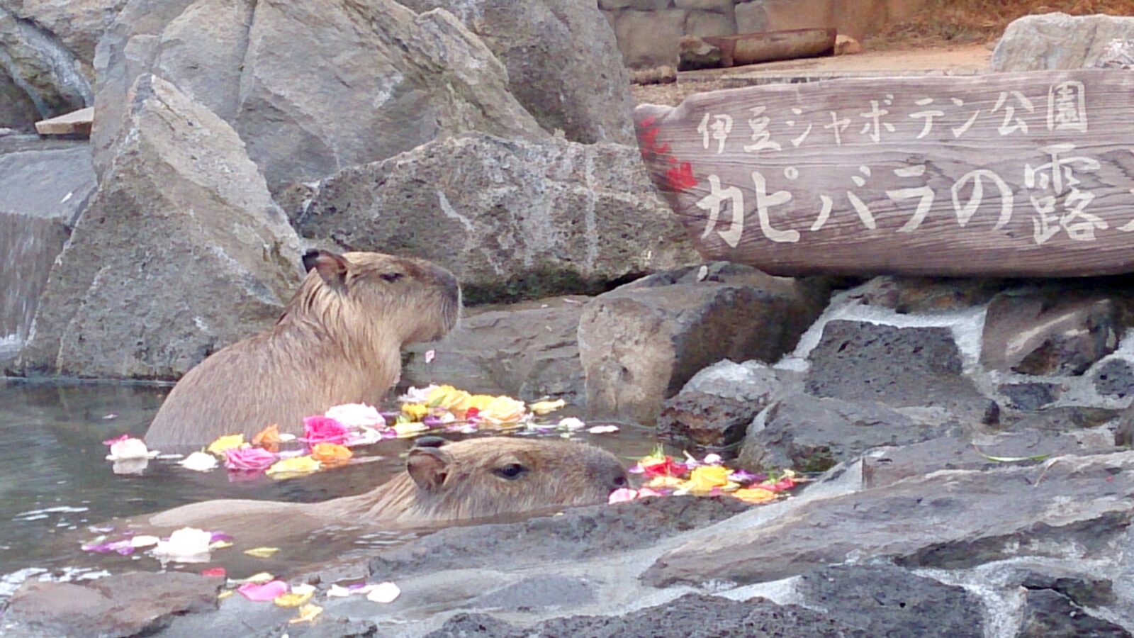 しゃぼてん公園