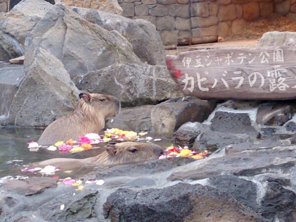 しゃぼてん公園